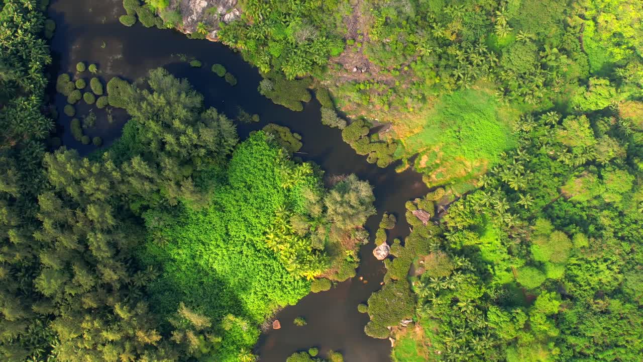 Bird eye shot of police bay mangrove on, beautiful lush landscape with mangrove trees, Mahe island Seychelles