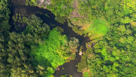 bird eye shot of police bay mangrove on, beautiful lush landscape with mangrove trees, mahe island seychelles