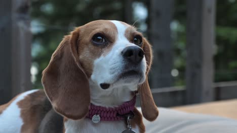 Beagle-Mirando-Con-Curiosidad-A-Su-Alrededor-Mientras-Huele