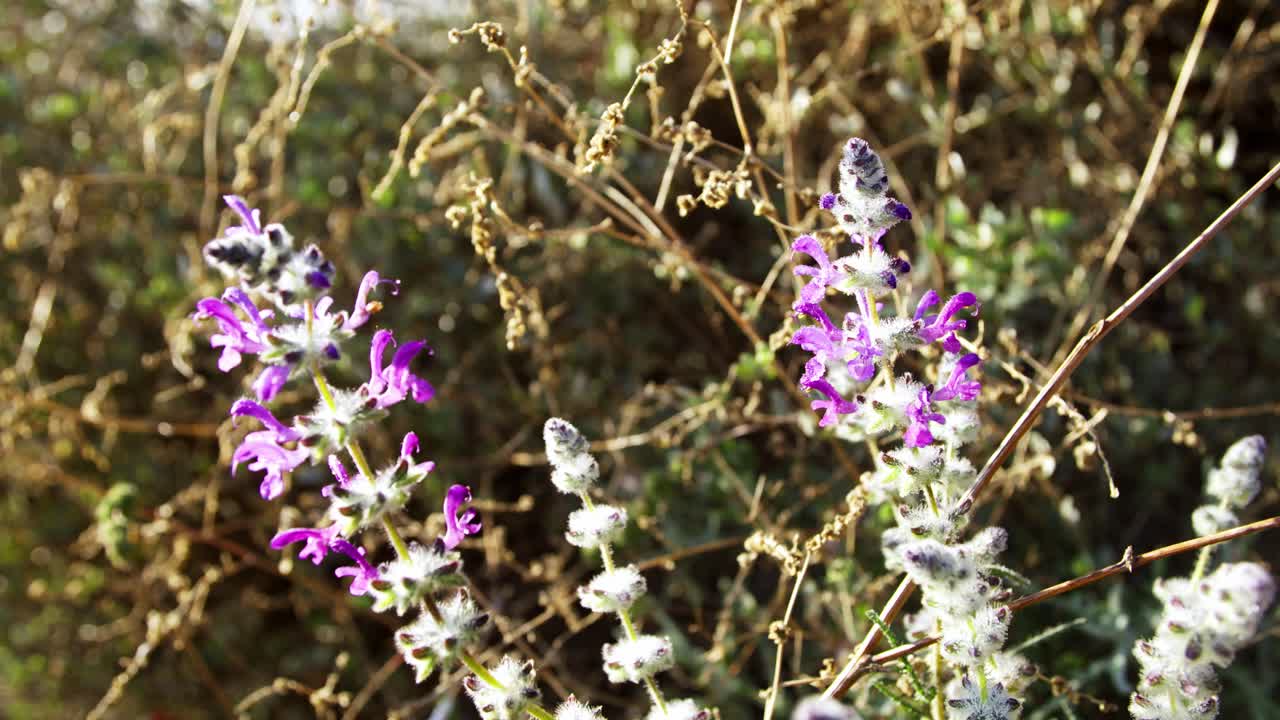 Morning dew on Wooly Sage (Salvia lanigera)