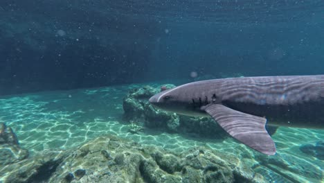 Dangerous-grey-shark-looking-for-food-in-deep-clear-ocean-of-Caribbean-Sea