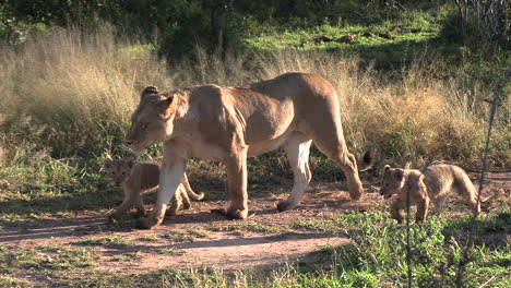 Las-Leonas-Con-Sus-Cachorros-Caminan-Por-Un-Sendero-De-Caza-Entre-Los-Arbustos