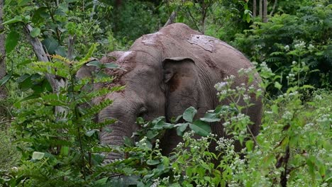 The-Asiatic-Elephants-are-endangered-species-and-they-are-also-residents-of-Thailand