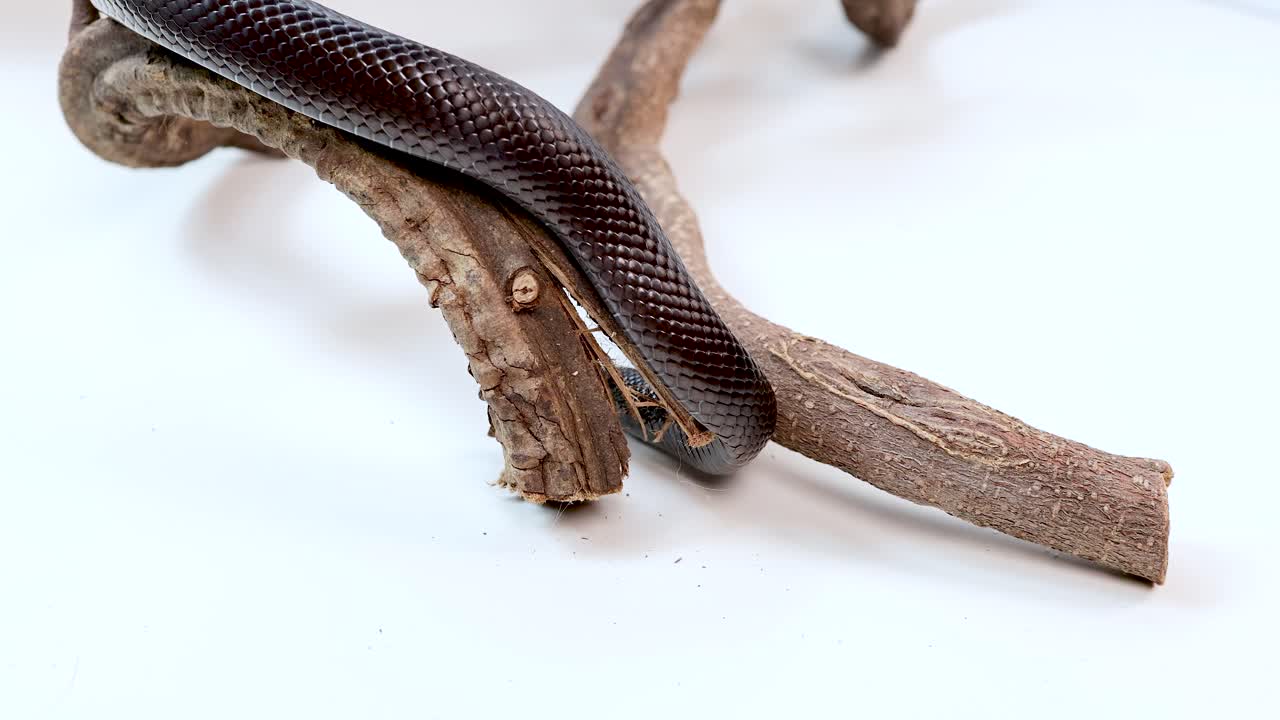 A Mexican Black Kingsnake moves gracefully over a branch in a well-lit studio environment, showcasing its smooth scales