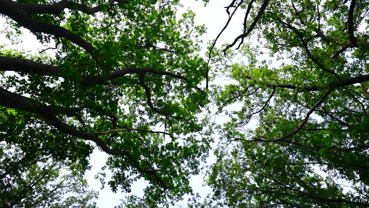 mirando hacia arriba el frondoso dosel verde de los árboles