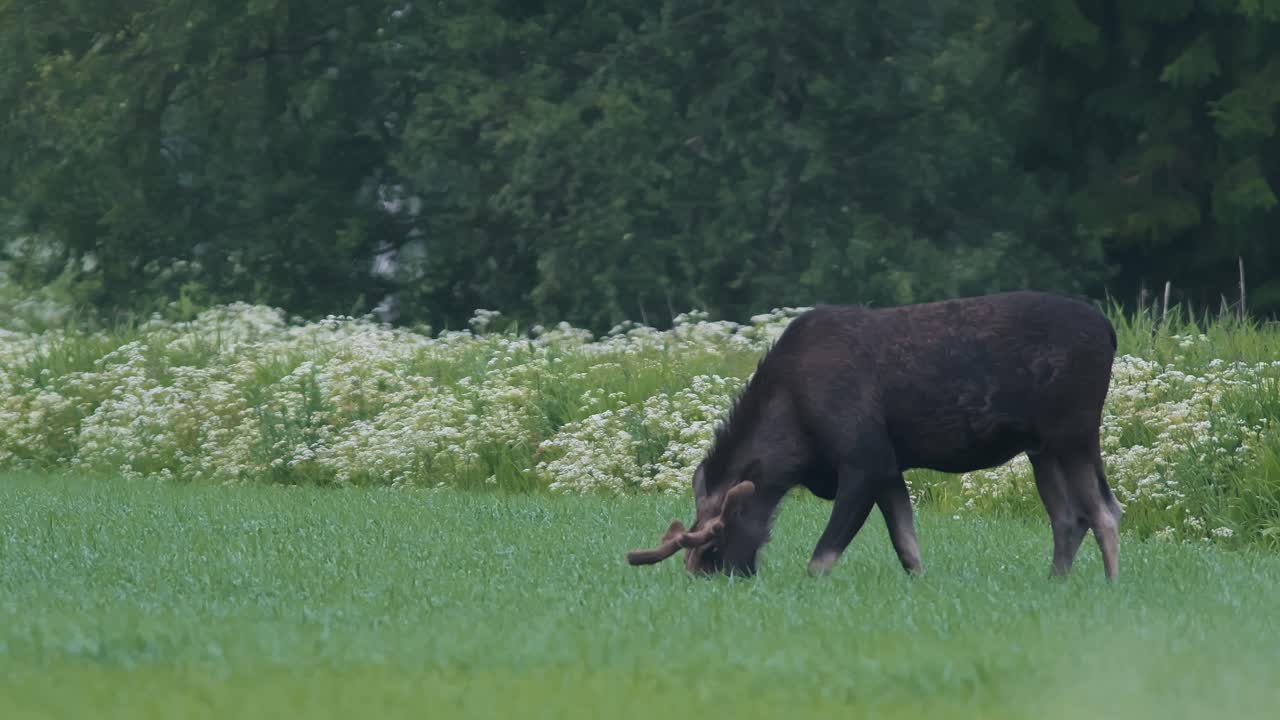 Impressive Moose with Antlers Developing, Foraging in Meadow