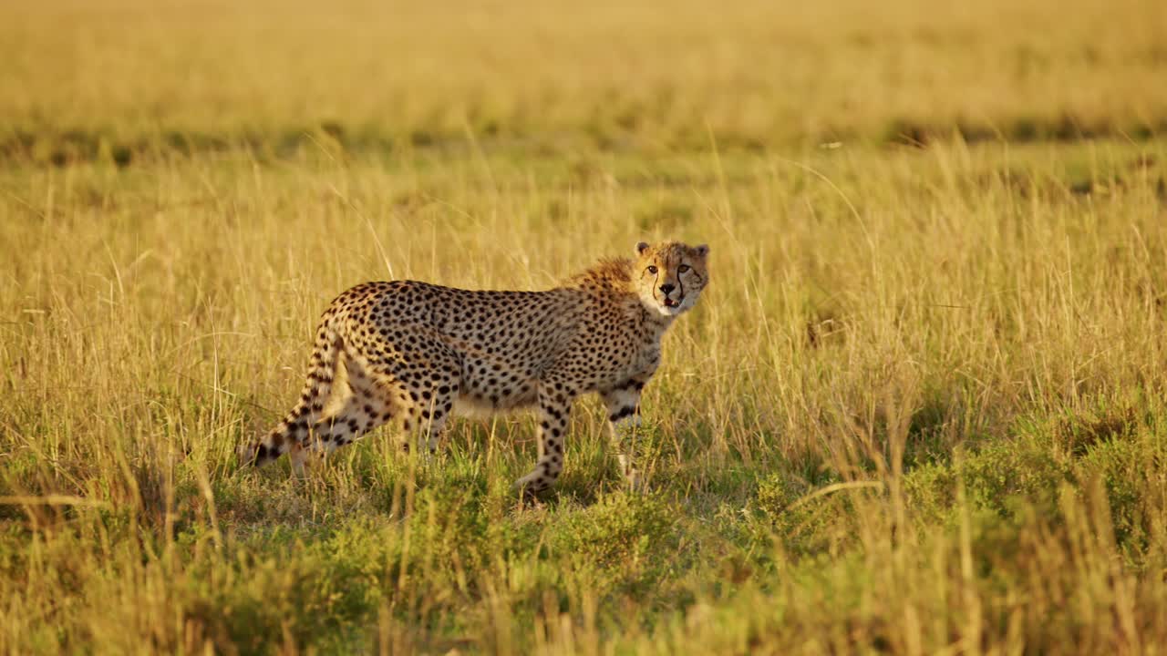 cámara lenta de un guepardo cazando presas en una caza en áfrica, animales salvajes africanos en masai mara, kenia, acechando en la larga hierba de la sabana en un safari en masai mara, increíble comportamiento animal
