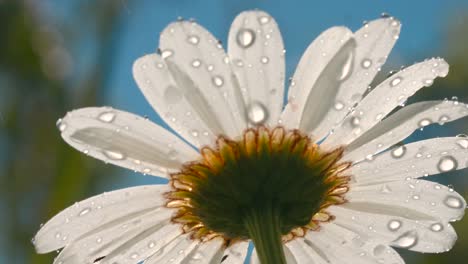 close-up of a daisy in the rain