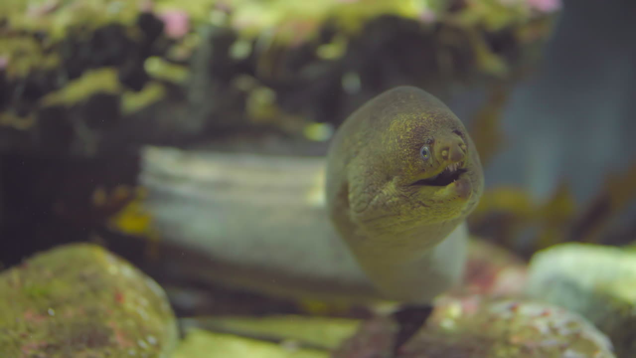 Green Moray Eel Rests in Dappled Pool