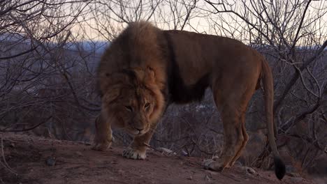 lion steps out of the bush into morning light displaying bloody wound from battle