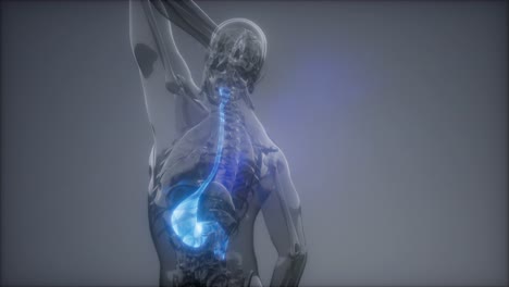 Radiologieuntersuchung-Des-Menschlichen-Magens