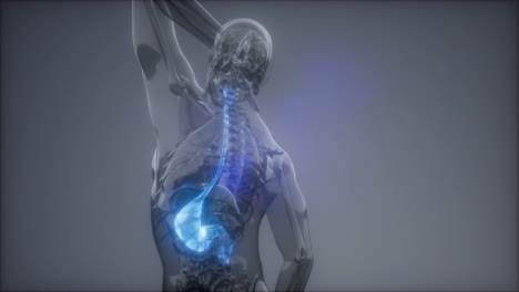 인간의 위 방사선 검사