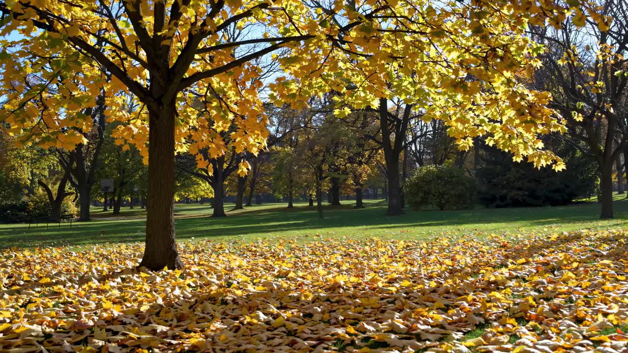 This video captures a serene autumn scene with golden leaves covering the ground