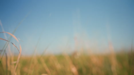 distant car drives through open field with dry grass in foreground under bright blue sky, driver navigates grassy path in natural landscape, wild vegetation sways gently in soft sunlight