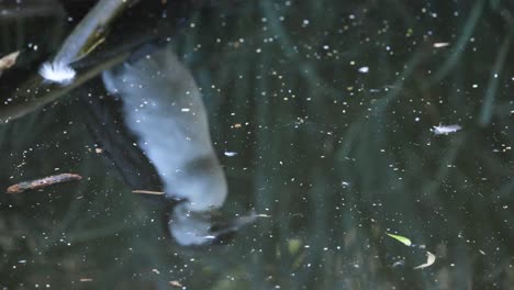 el reflejo del cormorán en el agua