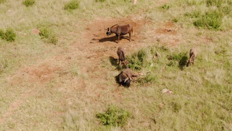 Imágenes-Aéreas-De-Drones-De-Una-Familia-De-ñus-Tirada-En-Llanuras-De-Hierba-Africana-De-Hierba-Larga