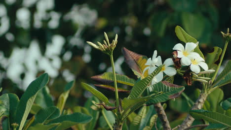 White-flower-swaying-in-the-wind,-behind-a-blurry-background