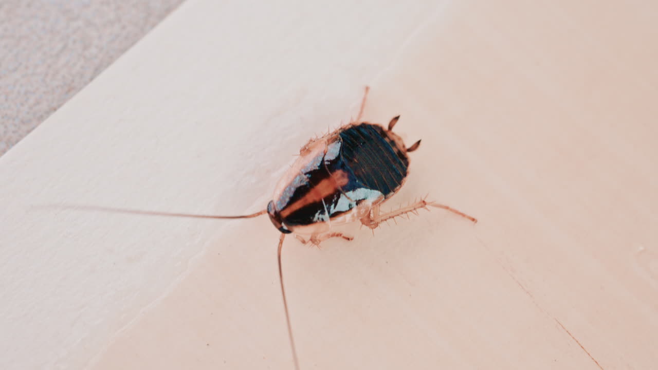 Close up of a small cockroach walking across a light colored surface