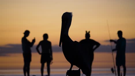 Hervorragendes-Video-Einer-Pelikansilhouette-In-Belize,-Insel-Caye-Caulker