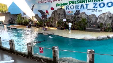 actuación de leones marinos en el zoológico de korat, tailandia