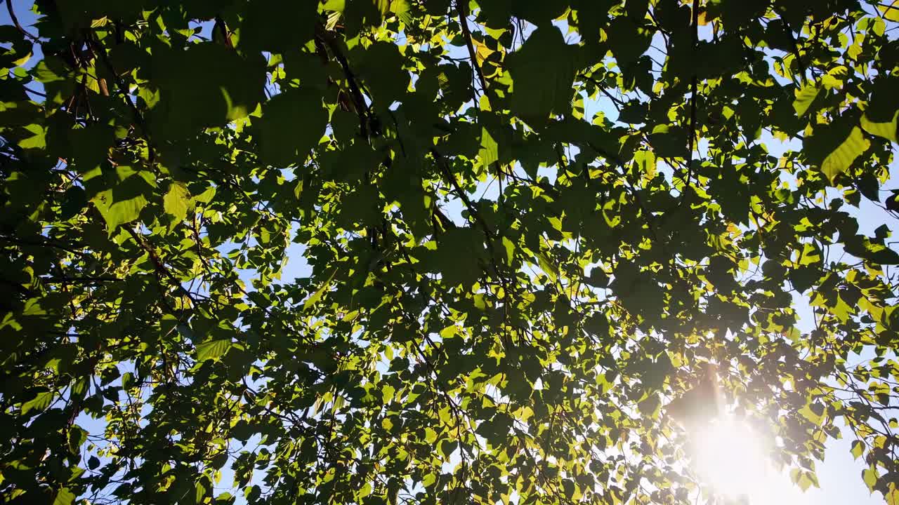 Sunlight filters through lush green leaves, captured from a low-angle shot, creating a serene