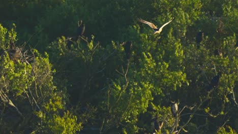 tiro de seguimiento del pájaro águila halcón volando sobre el bosque de árboles en países bajos, puesta de sol