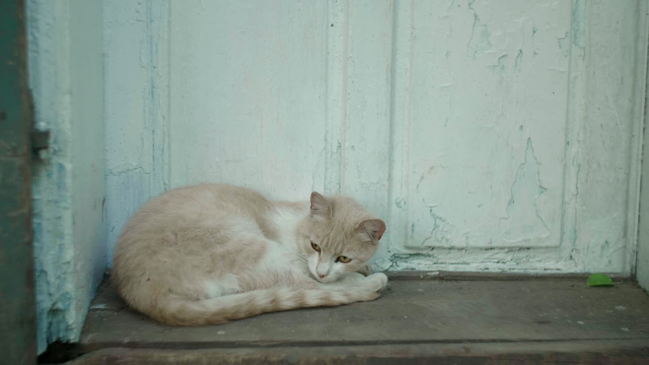 Orange cat sleeping at the door and going back to sleep after being woken up