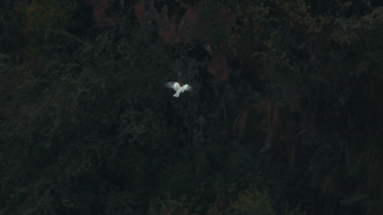 Dove Flying across the canyon below in slow motion , tracking shot