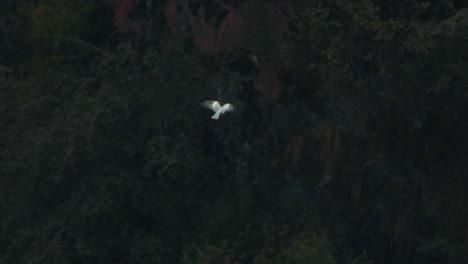 dove flying across the canyon below in slow motion , tracking shot