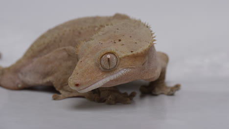 un geco de cresta curioso acurrucado sobre un fondo blanco