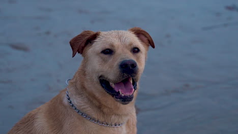 A-close-up-shot-of-a-dog-looking-into-the-camera