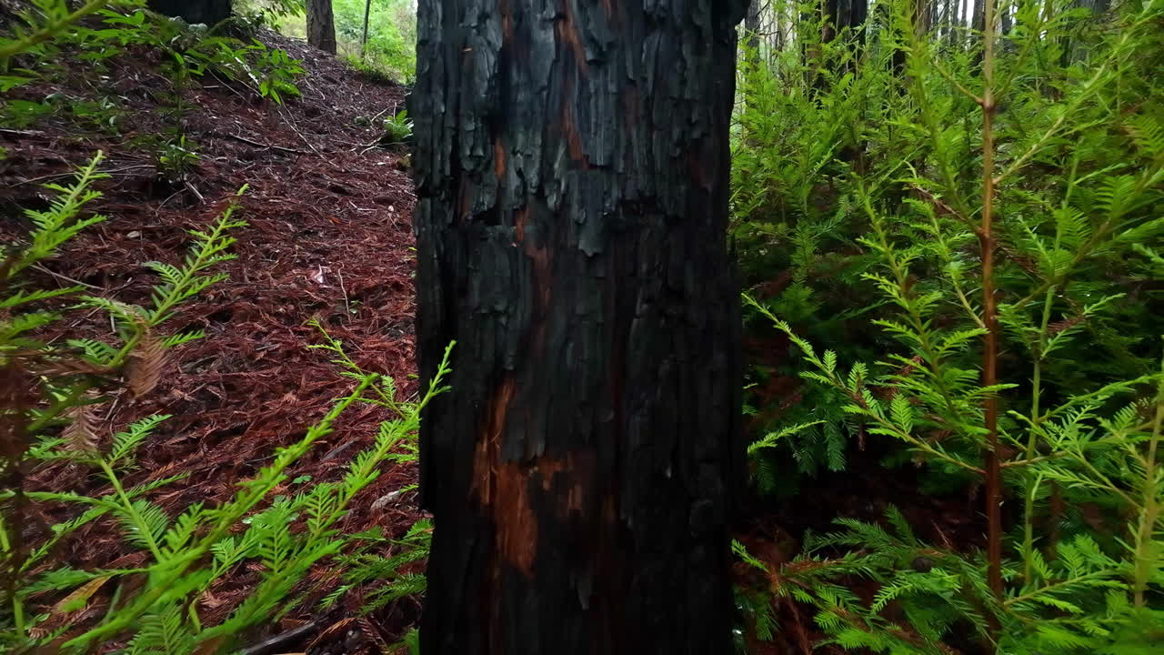 árbol quemado en un bosque de california, rodeado de árboles pequeños