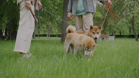 two people walking dogs in a park