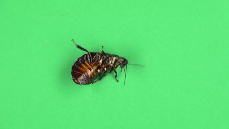 cockroach spins on its shell. green screen. view from above