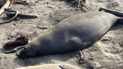 handheld close-up booming-up shot of lounging bull elephant seals at the piedras blancas rookery in central california. 4k