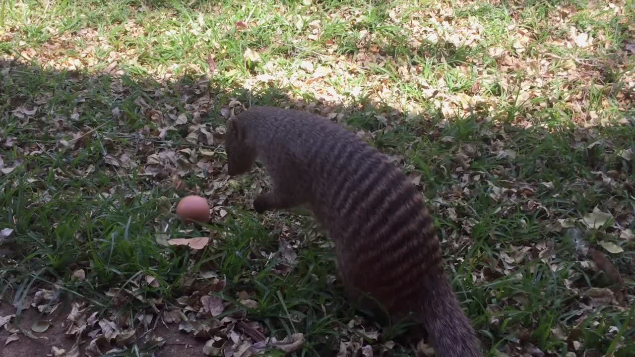 African Banded Mongoose cracks an egg by picking up and dropping it
