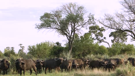 Una-Manada-De-Búfalos-Africanos-Tiro-Largo