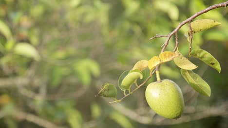 Teich-Apfelbaum-Hautnah-Mit-Ameisen-Kriechen