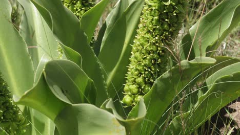 tilt up and down bulb offsets of pineapple flower in lesotho africa