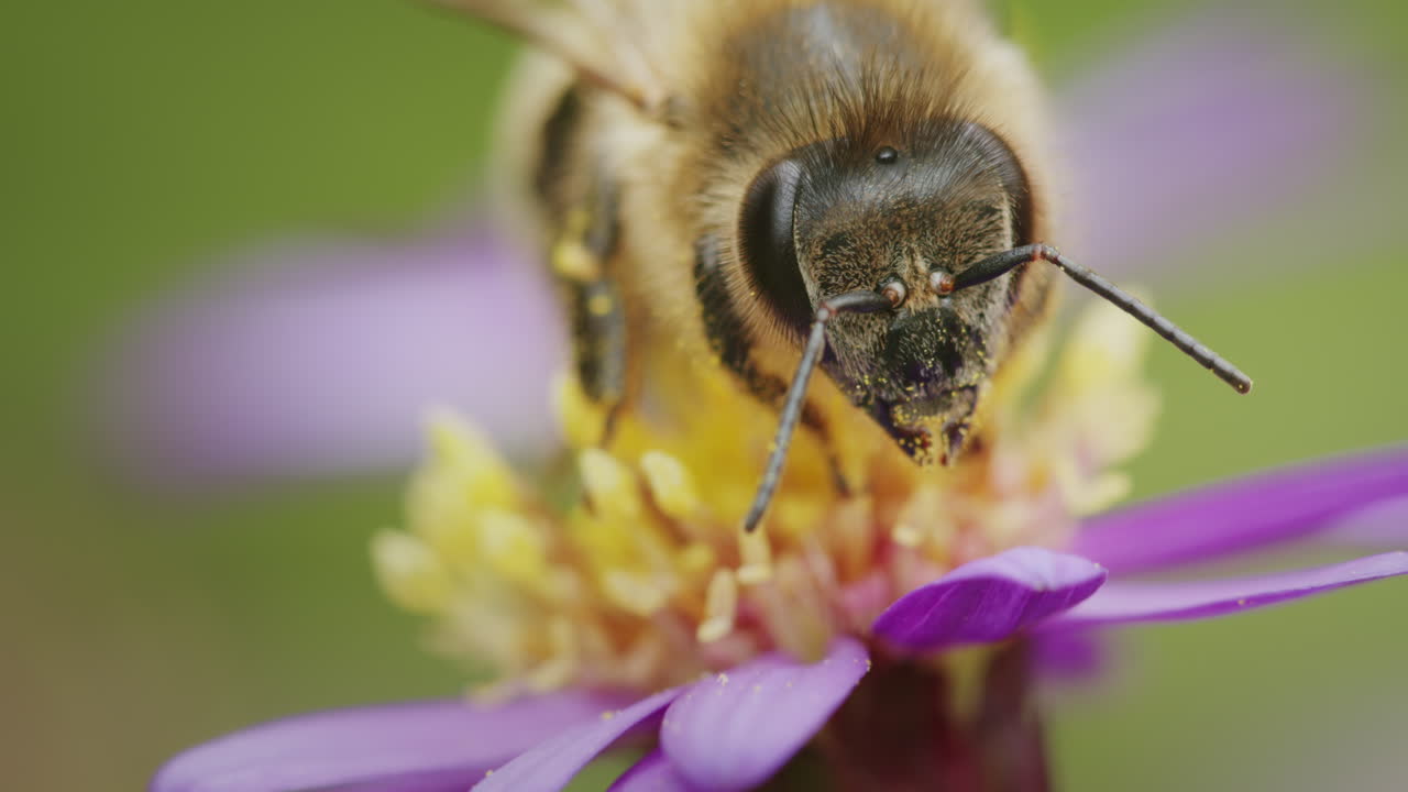 en primer plano una abeja peluda descansando, cubierta de polen
