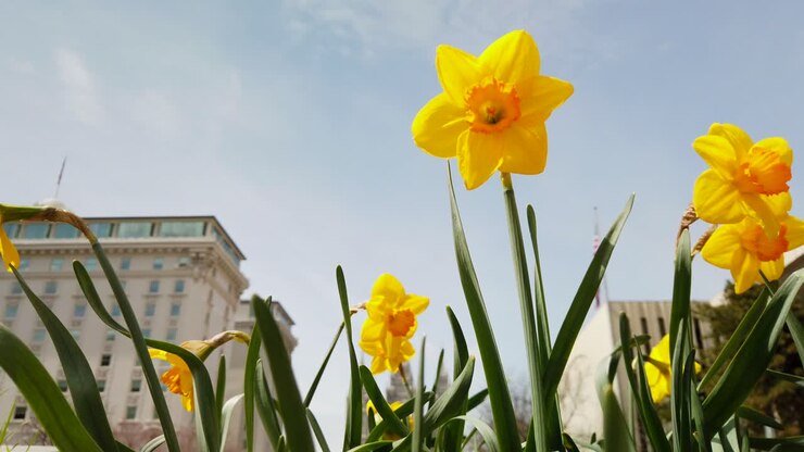 Un ángulo bajo de hermosos narcisos en un jardín cerca de un edificio de oficinas, meciéndose suavemente con el viento en sutil cámara lenta.