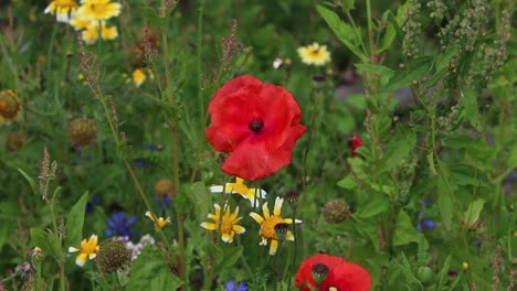 corn poppy, papaver rhoeas, growing in hedgerow