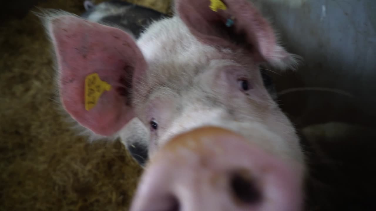 Pig looking at camera in farm enclosure