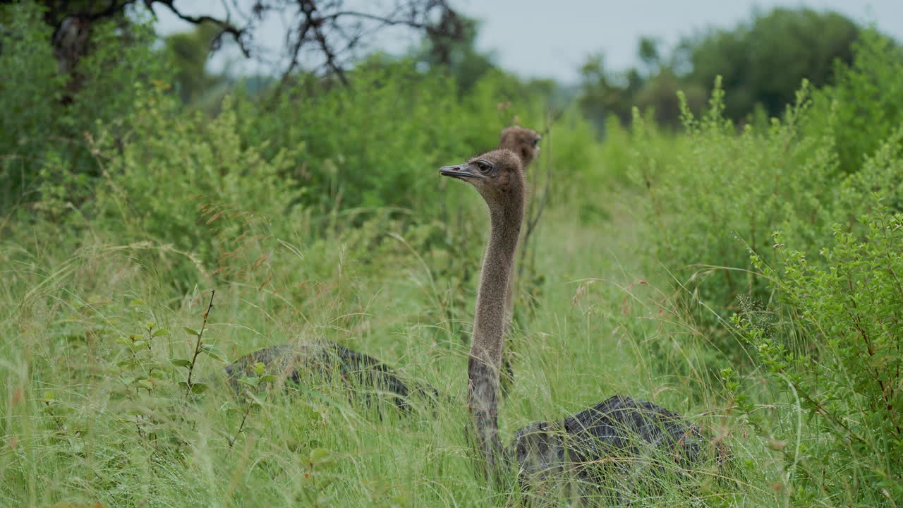 Struzzi in una savana erbosa