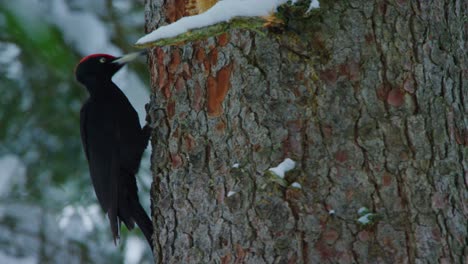 A-black-woodpecker-is-breaking-a-tree's-bark-with-its-beak
