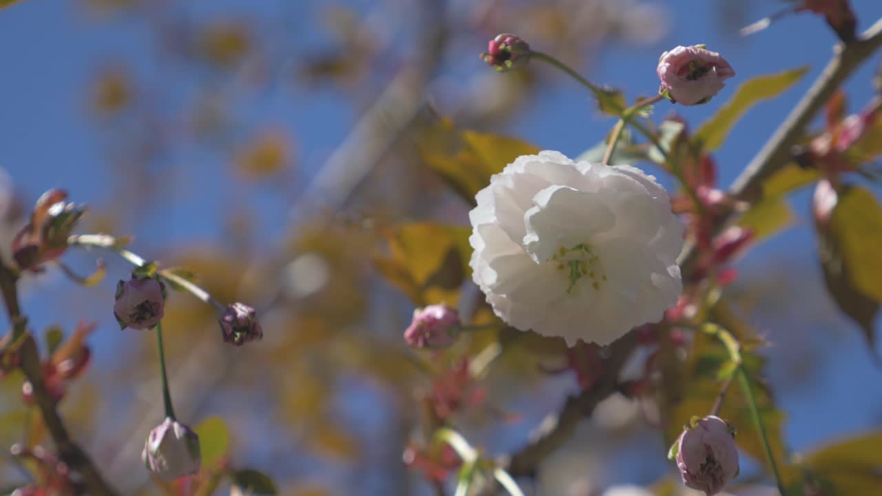 flor de cerezo blanca colgando de un árbol ondeando al viento durante un hermoso día azul brillante en vancouver bc medio apretado mirando hacia arriba en órbita estabilizada