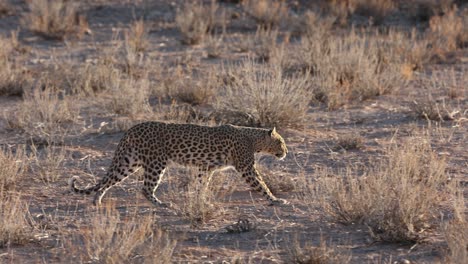 Erwachsene-Leopardenweibchen,-Die-Entlang-Des-Flussbetts-Des-Auob-In-Kgalagadi-Laufen,-Gegenlicht