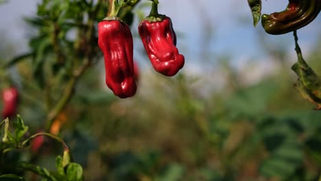 Close-up-of-picking-red-peppers-off-the-vine-on-a-farm