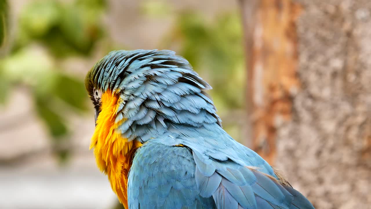 bonito loro guacamayo ara posando en la cámara como un modelo, de cerca