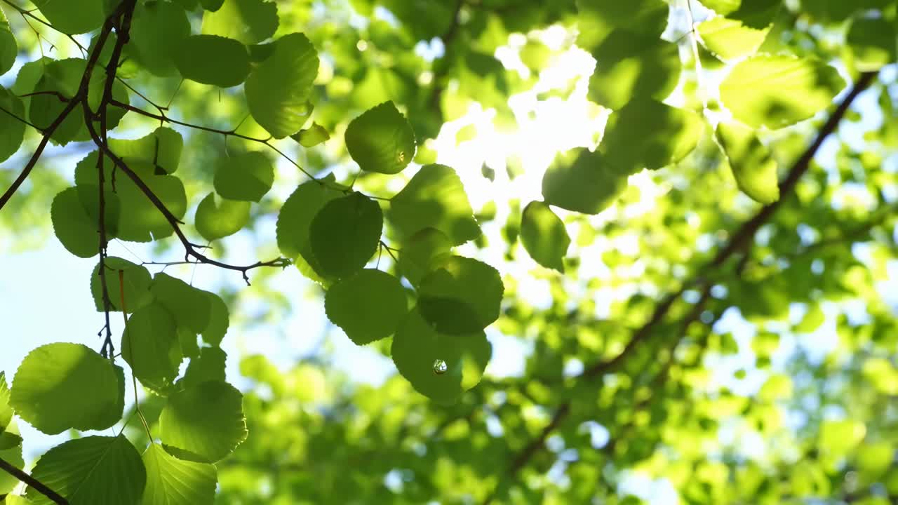 緑の葉の間から太陽の光が差し込む、下から撮影した穏やかな雰囲気の自然動画（ライブ）。